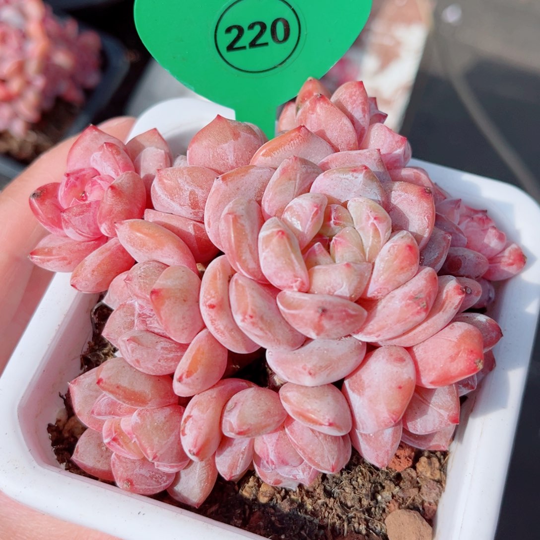 220号大老桩石榴籽星影群