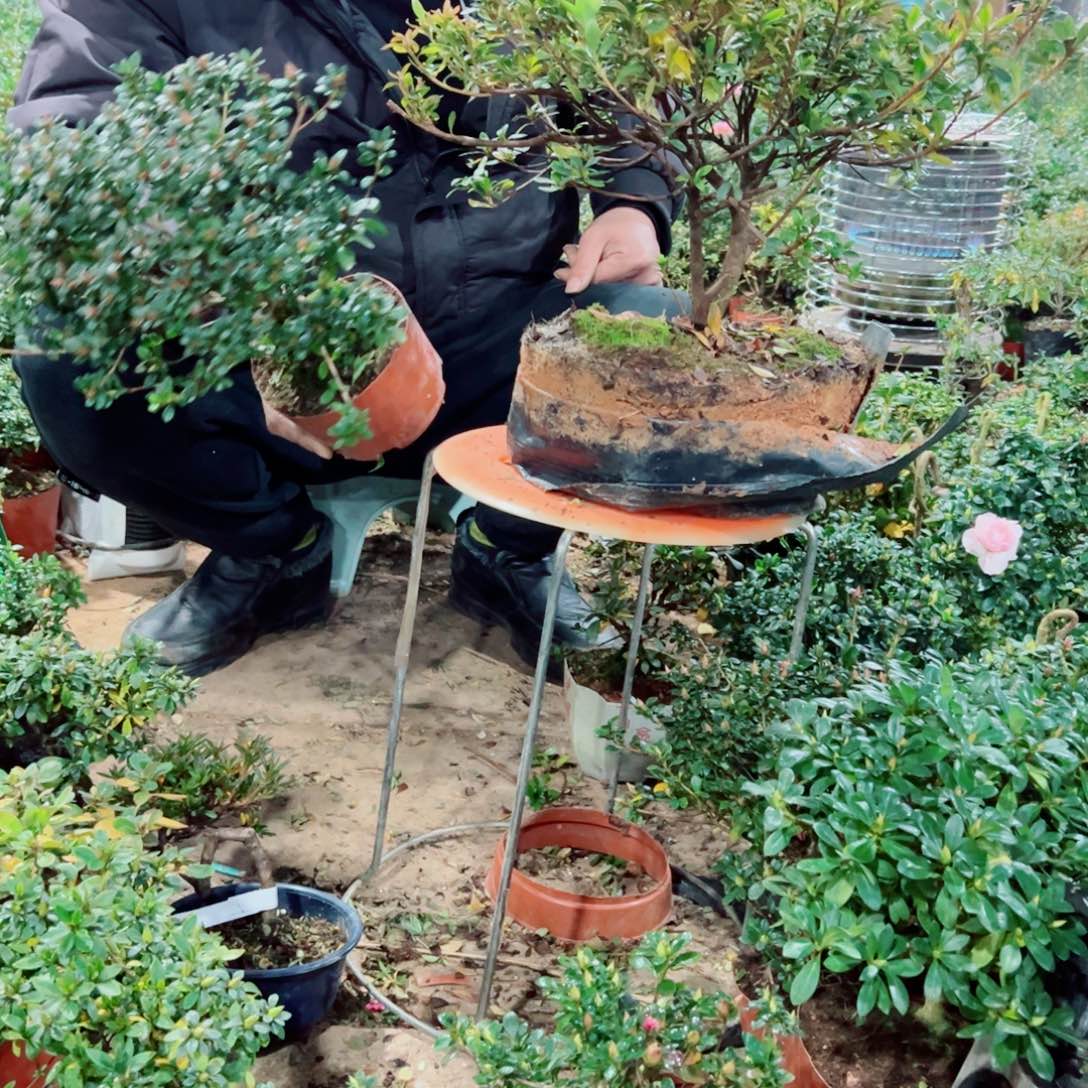 完全开放太****…杜鹃花科植物有花