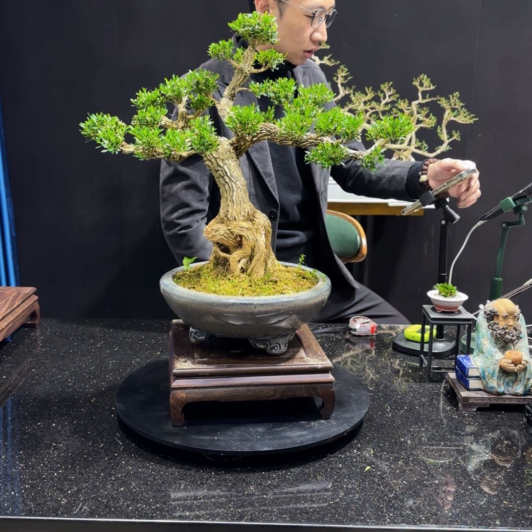 黄杨室内室外盆景艺术