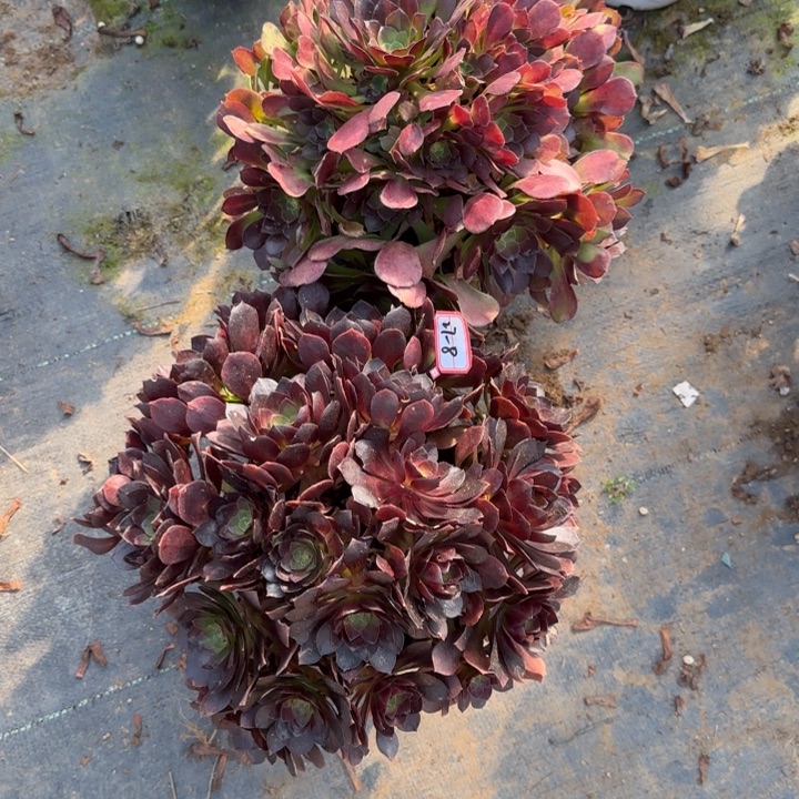 27-8多肉不包售后2