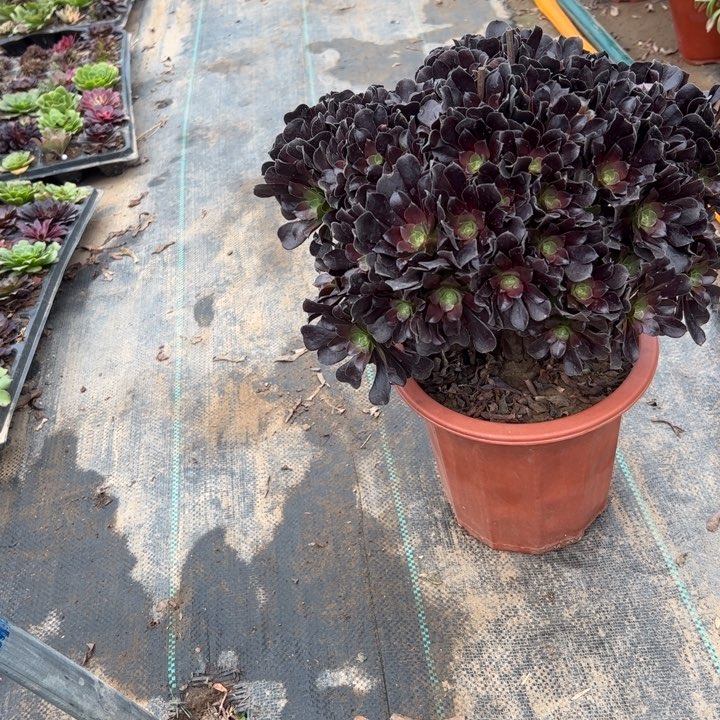 40欧紫多肉多肉多肉多肉