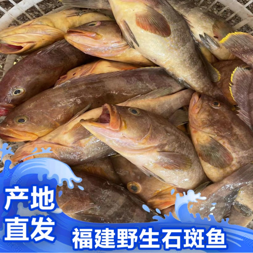 福建啊三海鲜【野生石斑鱼】新鲜寄顺丰