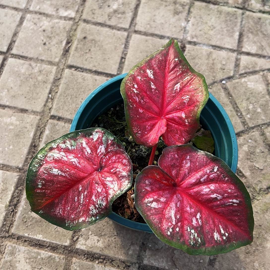 傅***a完全开放一物一拍5968