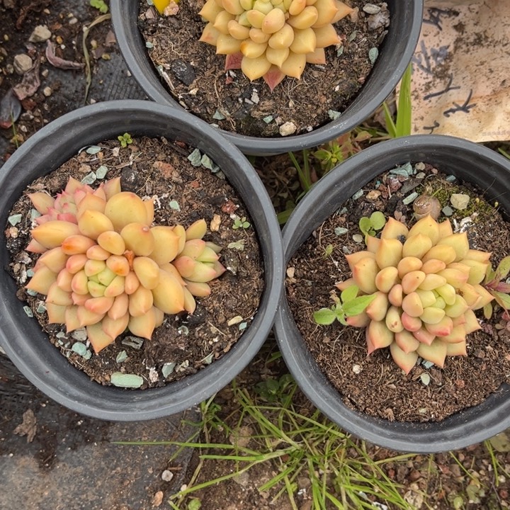 芳***芳858。3颗黄的000000000多肉