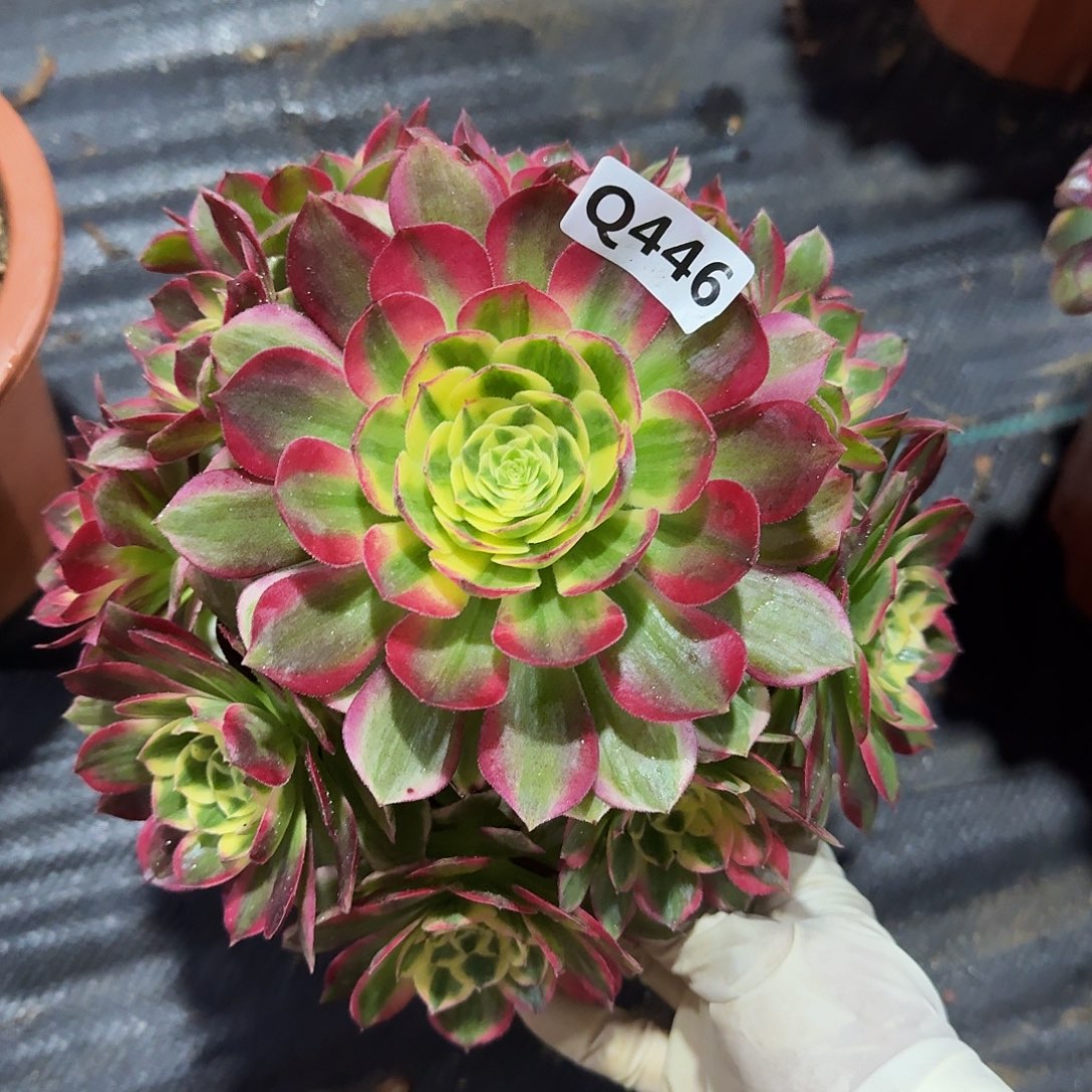 446海王44冠服21左右