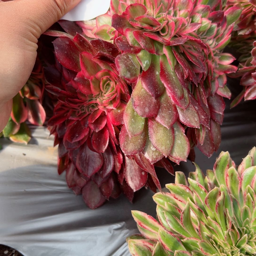 102 号多肉植物法师新号福利