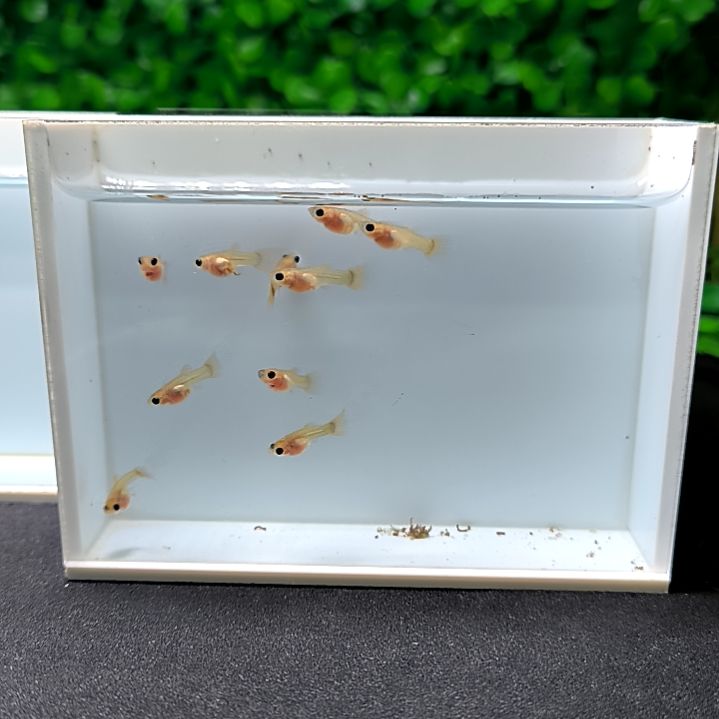 孔雀鱼精品孔雀鱼，黄金玻璃猫球体苗子10条。含两条被损。