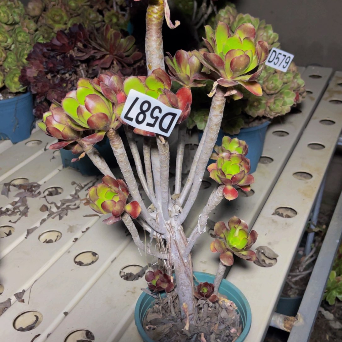 圆叶法师7/////12包邮