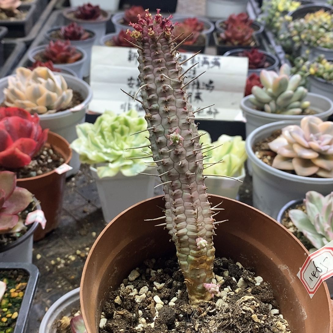 1465多肉白桦麒麟锦