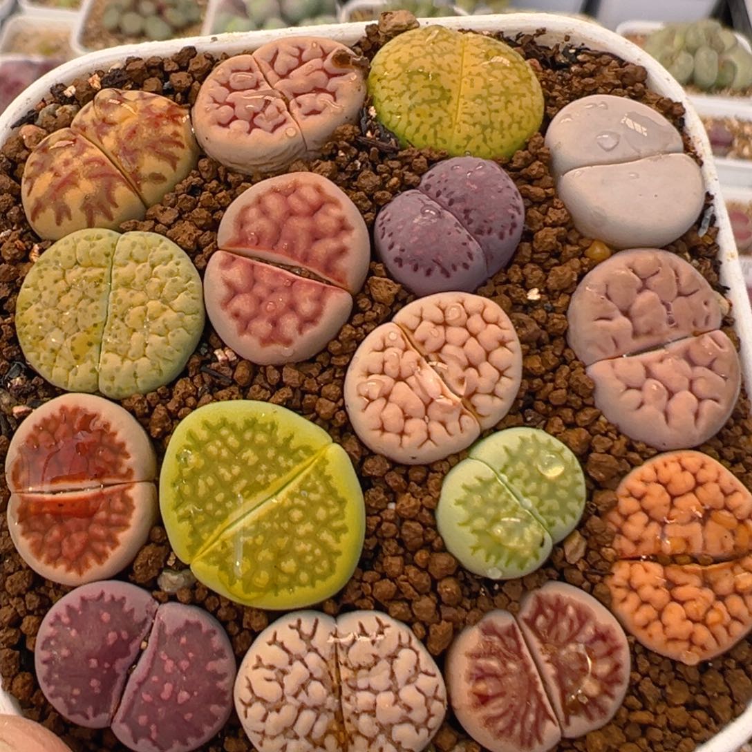 54多肉植物百科知识