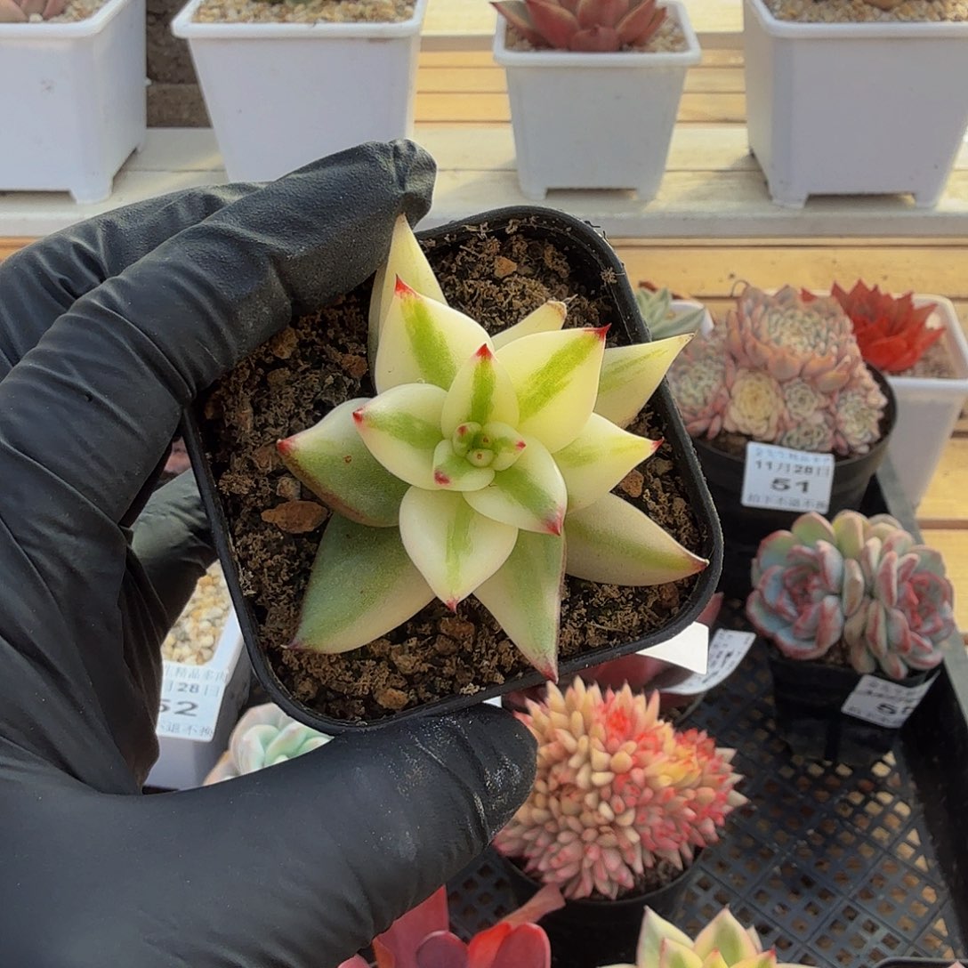 1128-56墨西哥玛丽亚锦