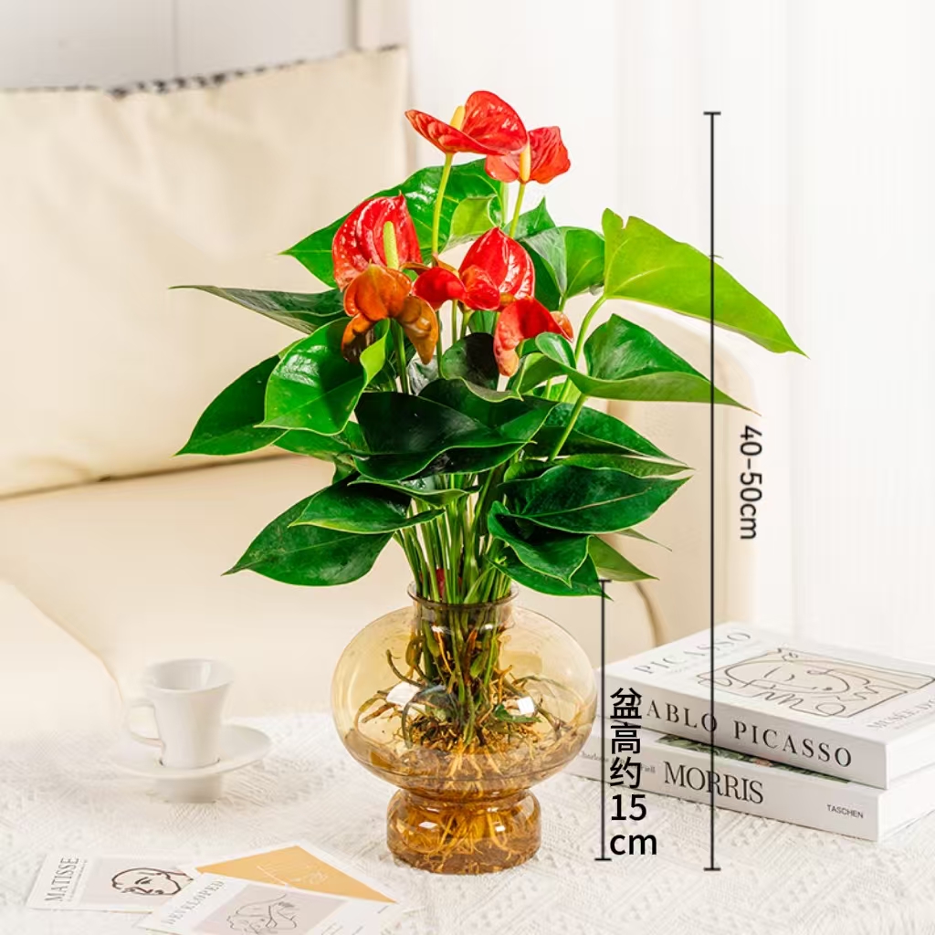 水培红掌室内盆栽40-50cm高植物开花绿植好养带肥料带黄灯笼盆