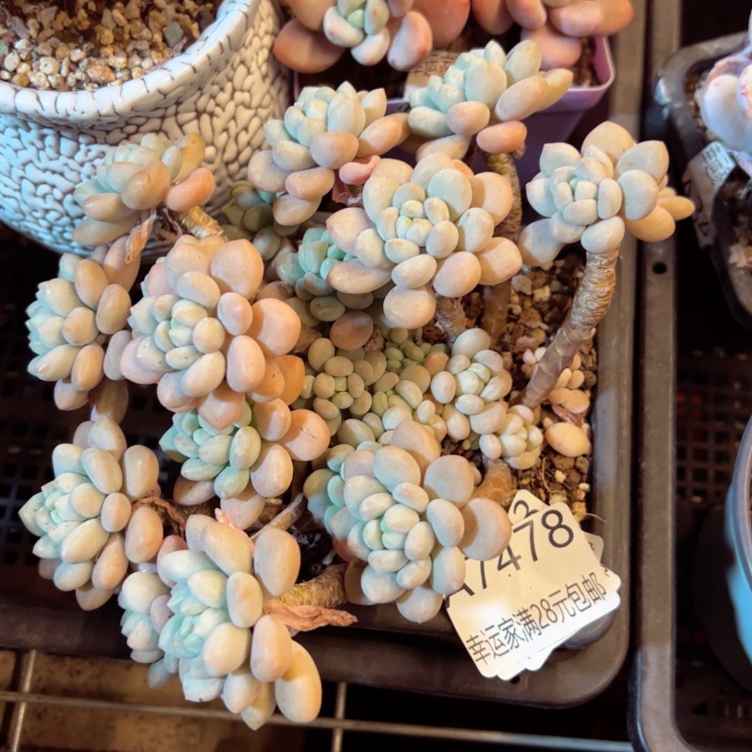 幸运的是我的朋友们