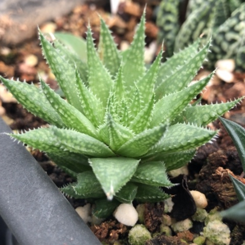 原始硬叶多肉植物