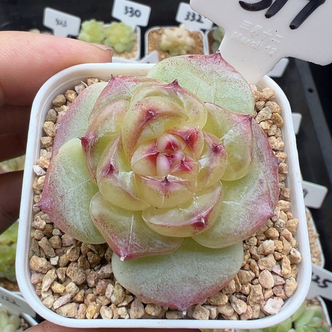 317号绿菩提 晗雨多肉