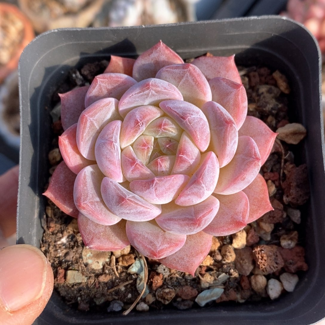 精品多肉一物一拍106