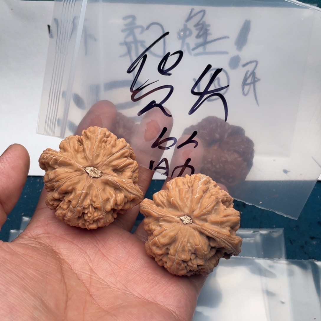 核桃W7494794794979744497