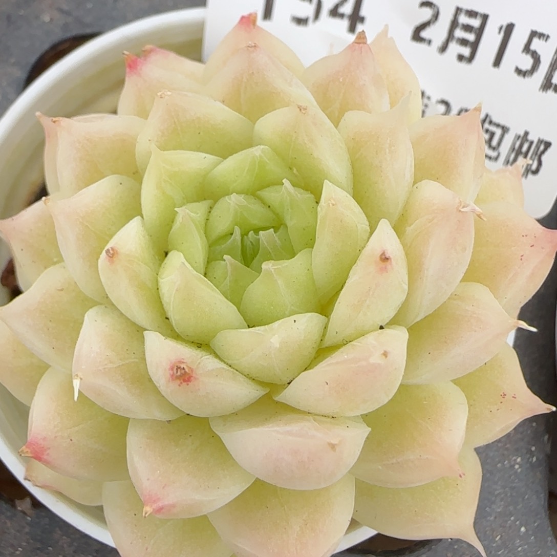 花语逸镜0215-154