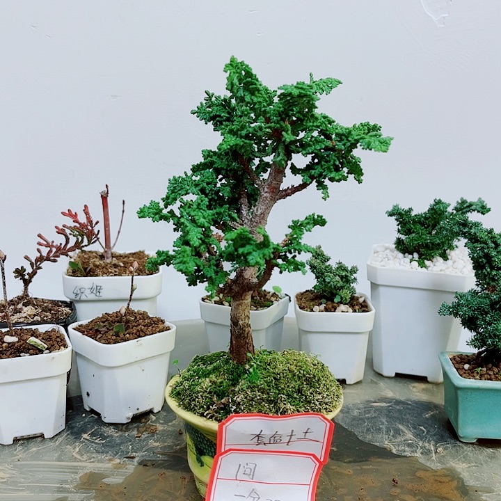 问1234456789123456789