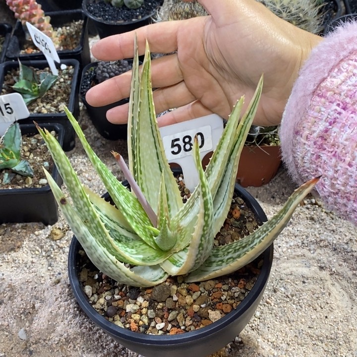 用****8福利翡翠芦荟锦！！！