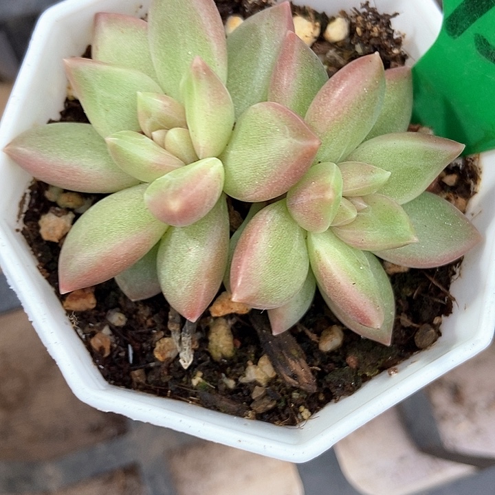 多肉植物迷雾泡泡939多肉
