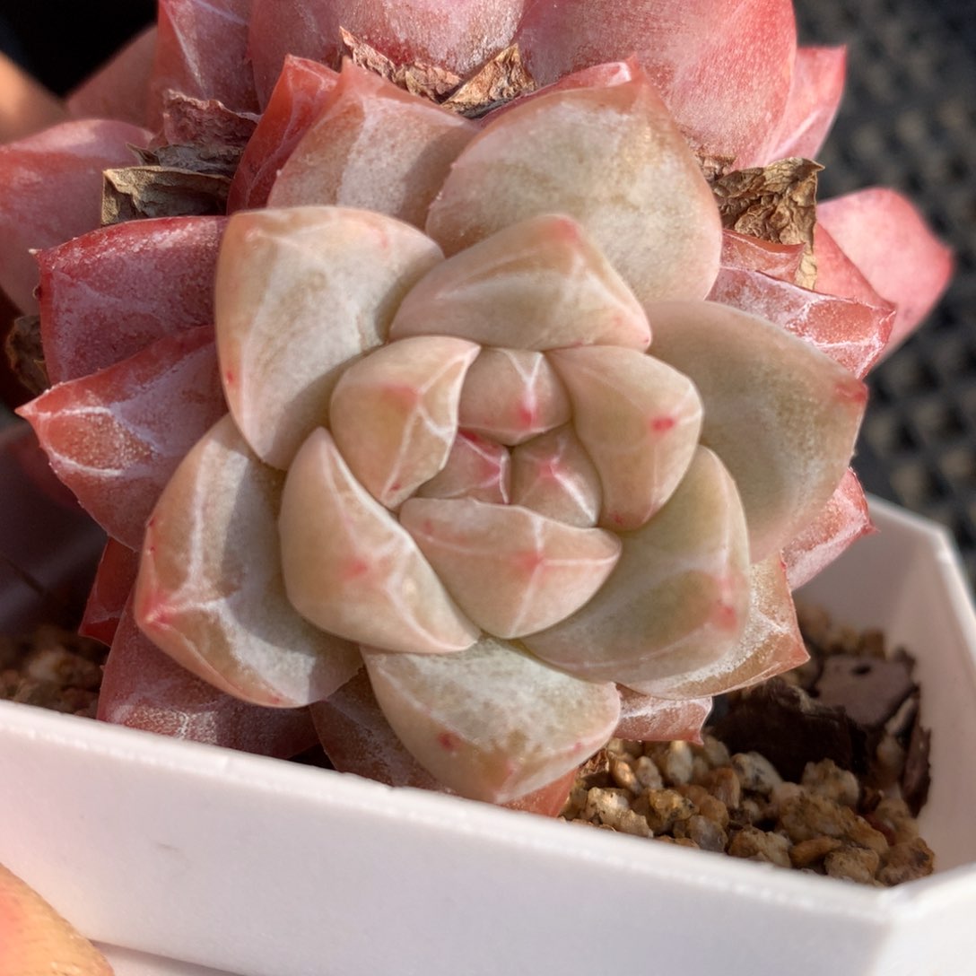 0223-28 粉钻优选