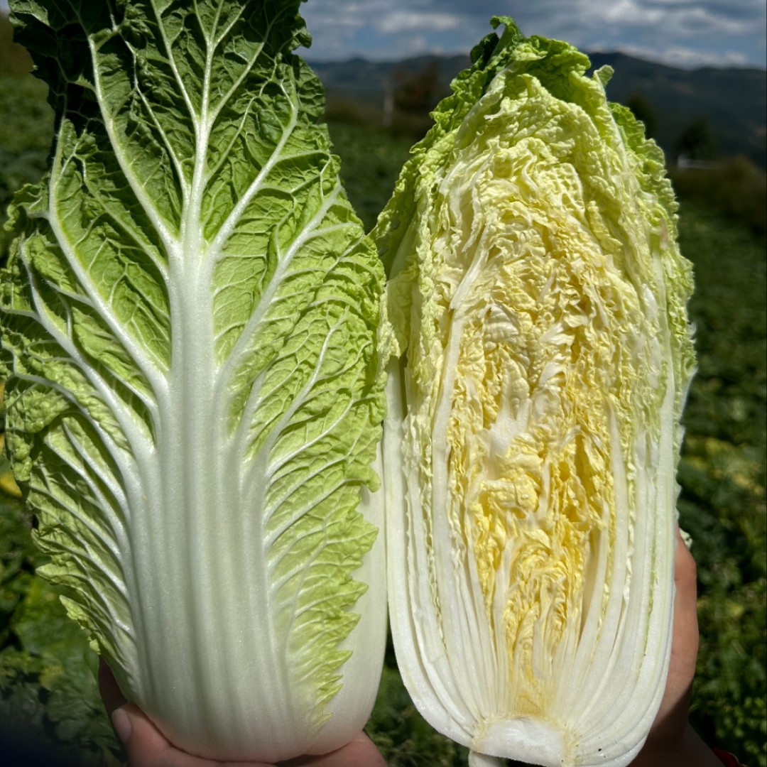 贵州高山露天新鲜霜打黄心大白菜秋季美味蔬菜应季蔬菜