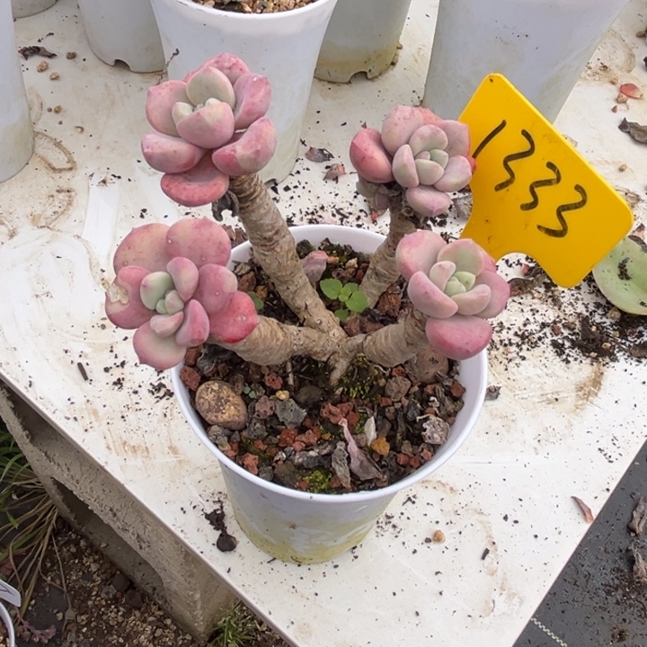 1333 000000000000000000