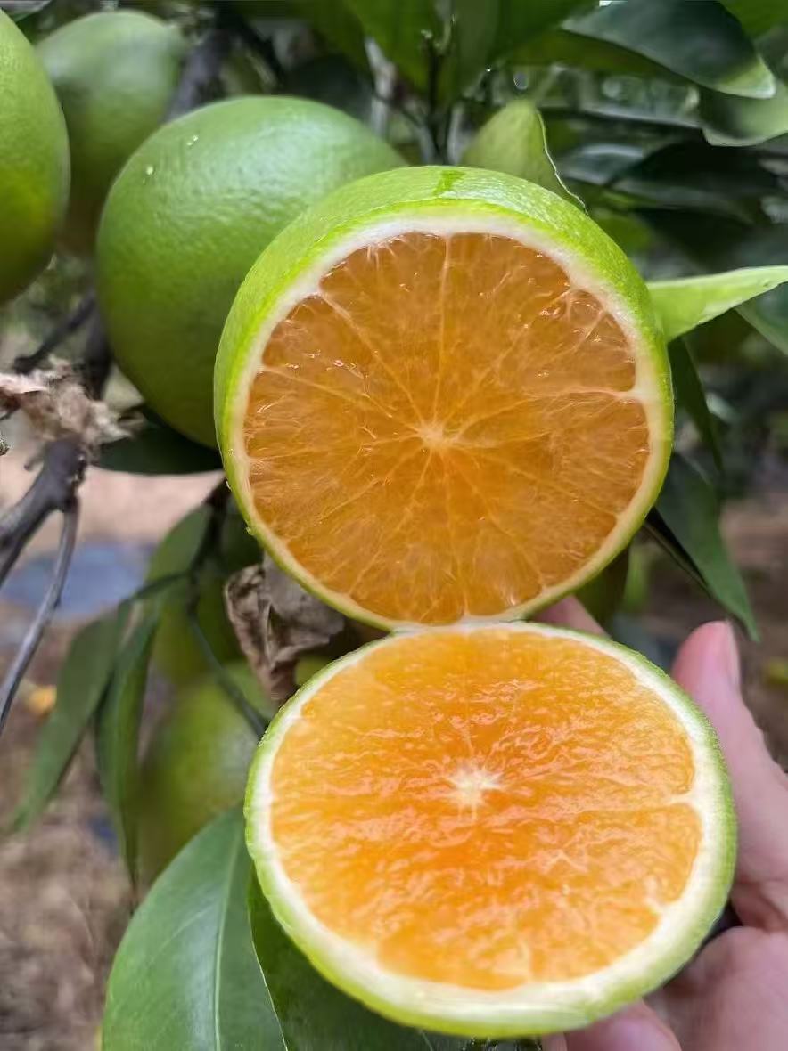 【顺丰快递】正宗廉江红橙 皮薄多汁 果园现摘现发 产地直发3-9斤