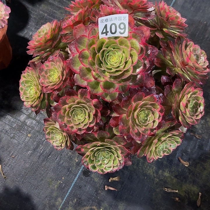 红陶莲花座4090000