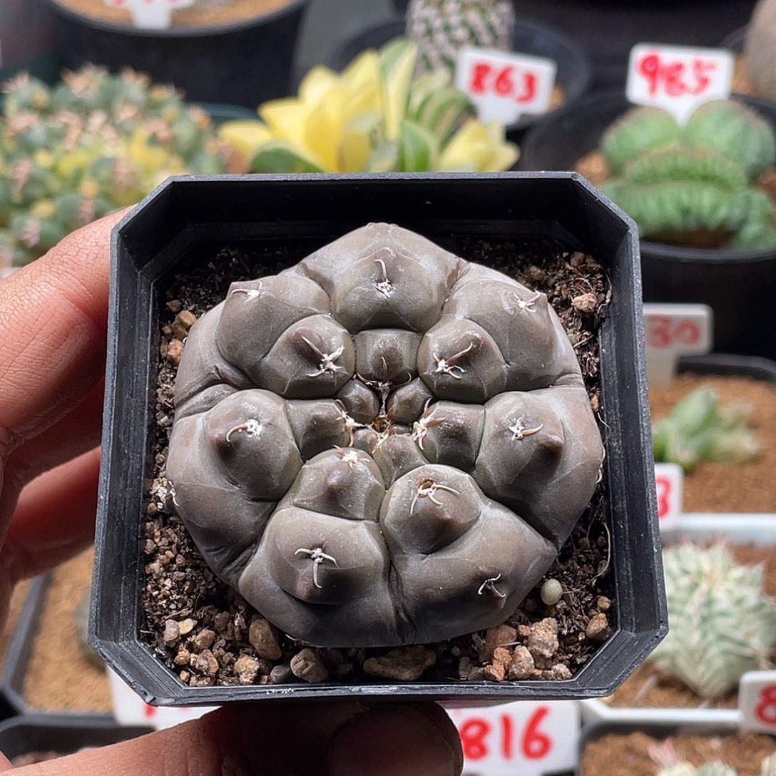 实生龟甲铅皮仙人球