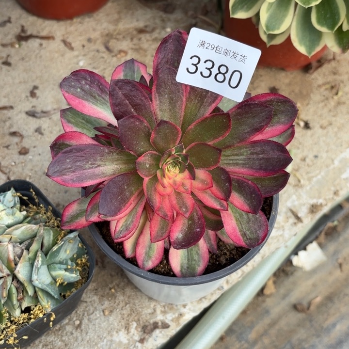 黑魔锦多肉法师3380