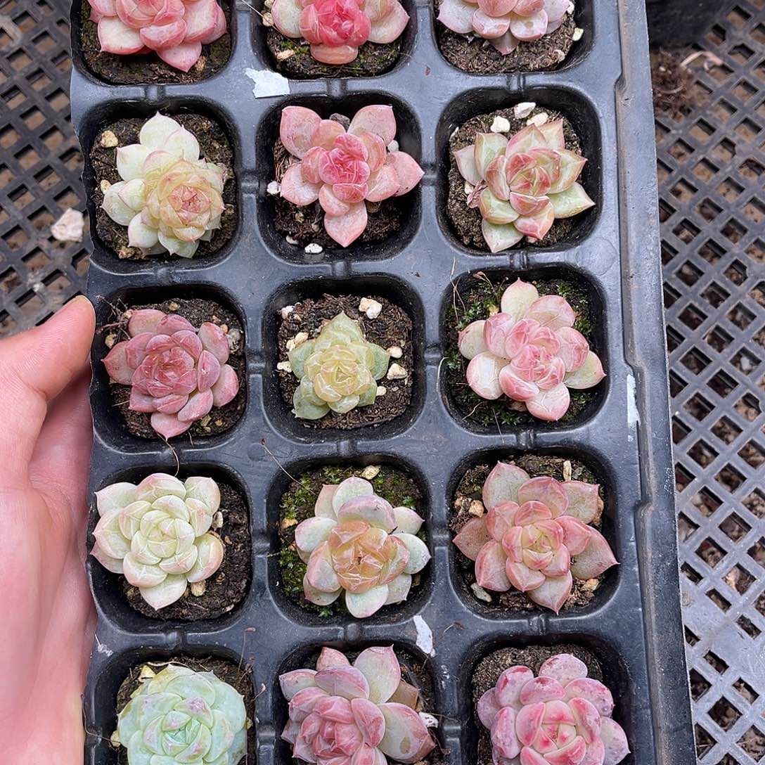 多肉一物一拍9-147