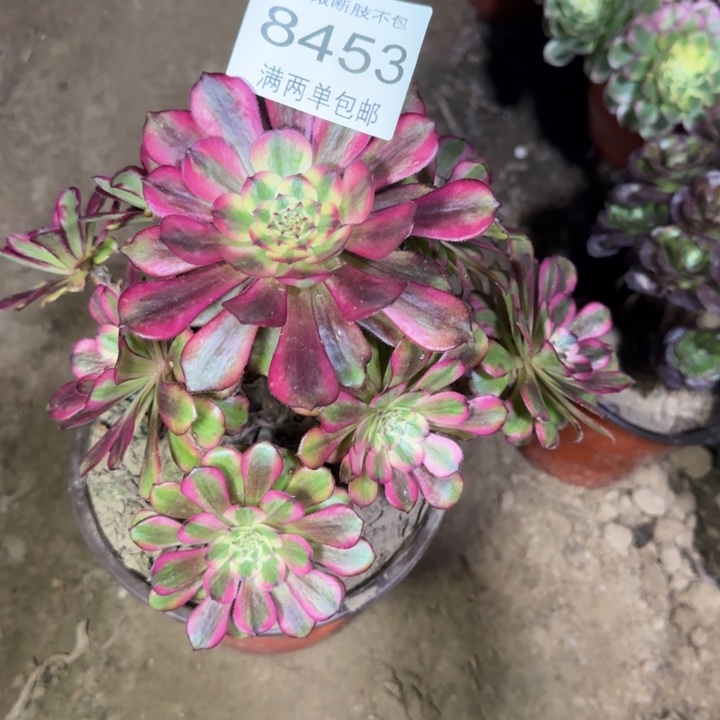 8453舞天肌多肉植物