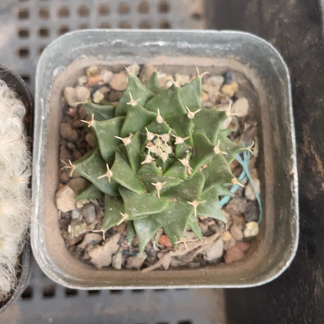 929实生帝冠（满18元包邮）