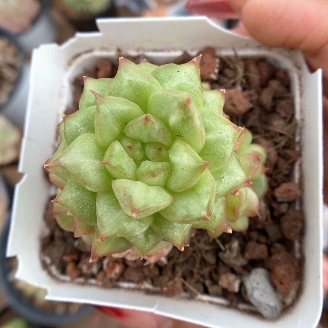 灯泡珍妮白锦706号