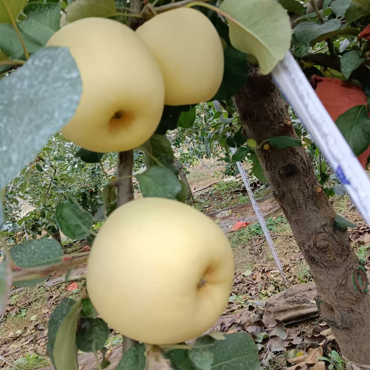 苹果9枚试吃清脆爽甜