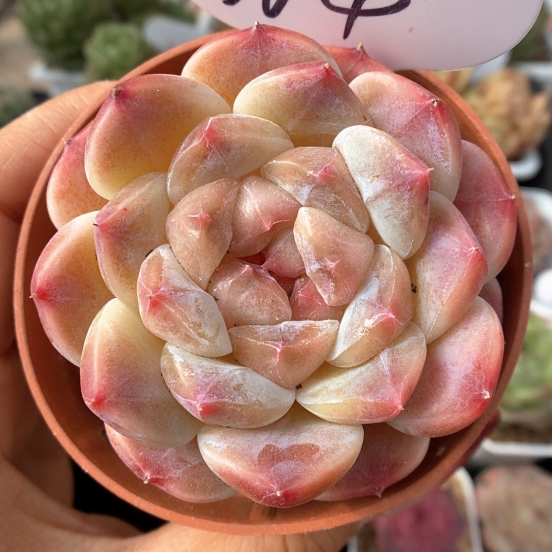 糖心粉魄可拍364号。 