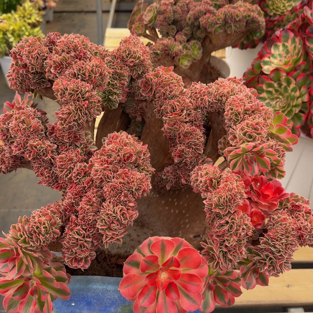 二***姨女巫缀精品法师锦