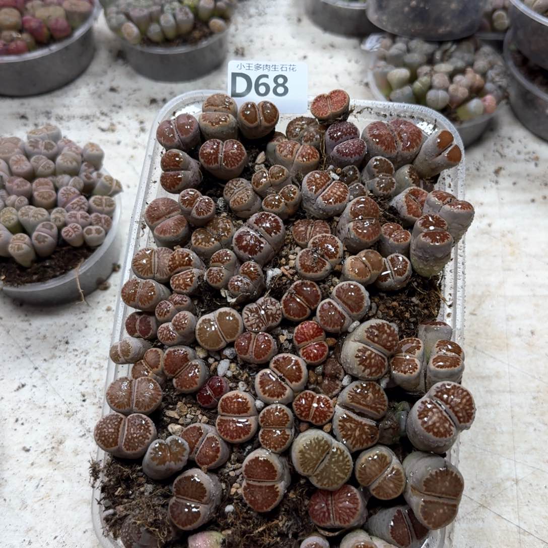 D68 菊一大盒。 脱土