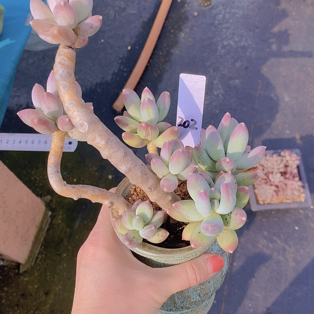 202多肉植物老桩