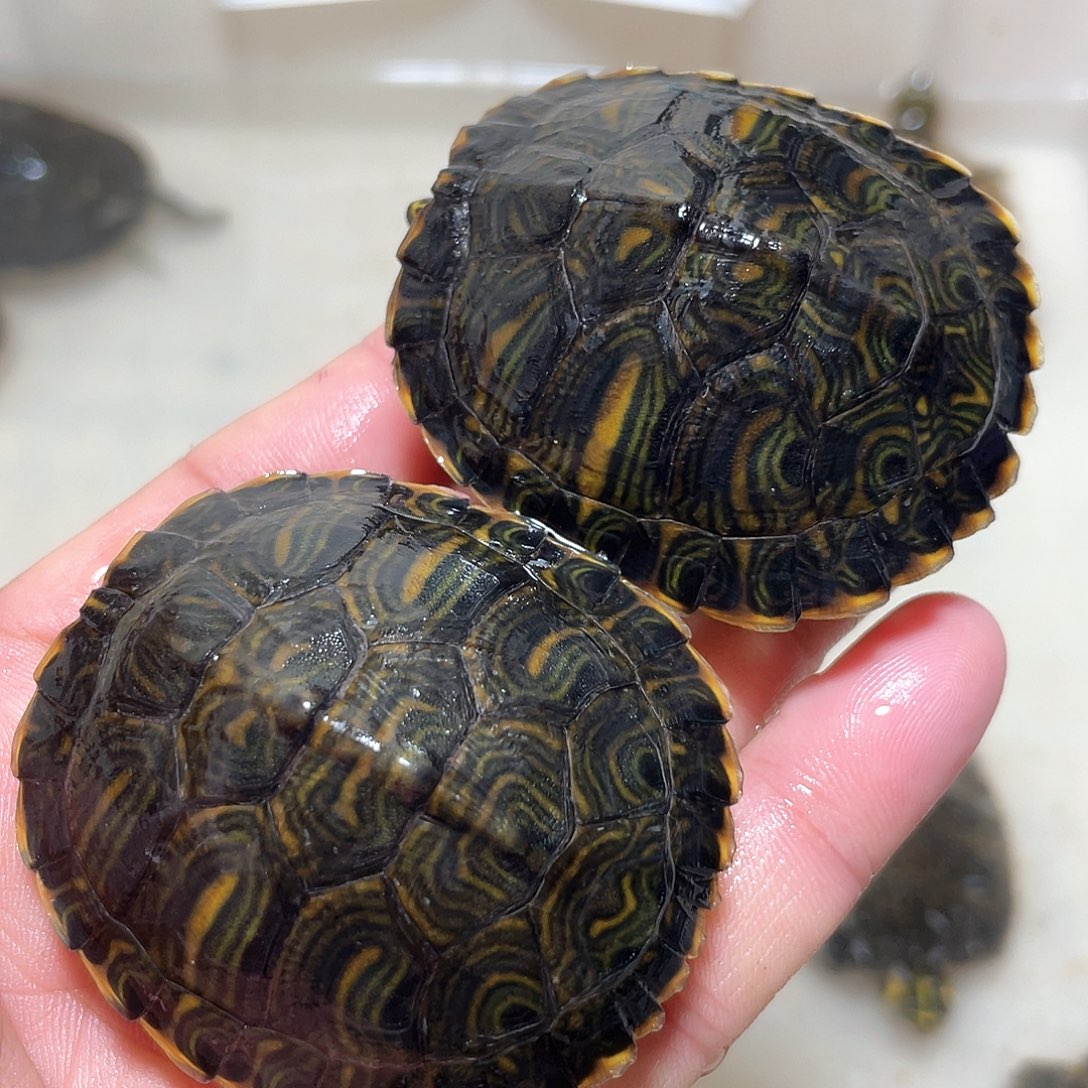 宠物龟不分公母2耳