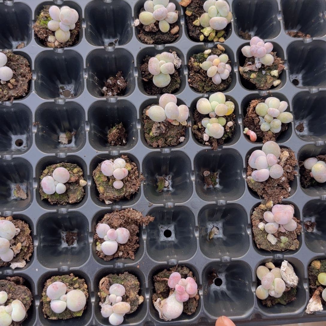 鸡蛋奶一颗量拍11111