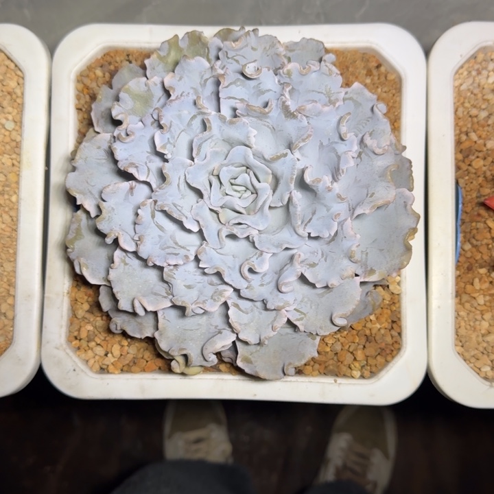 白饺子皮 单头 一物一拍