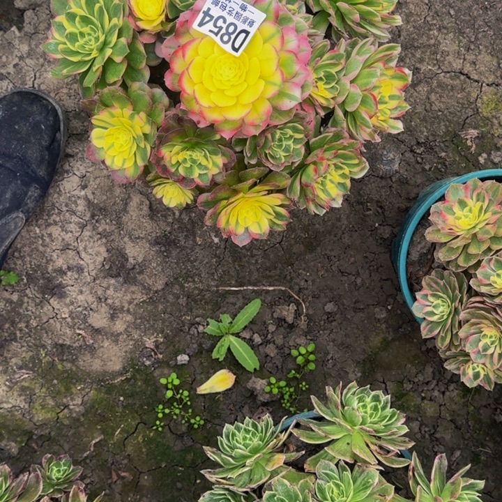 海王花30-34包邮花花万紫千红一万紫千红一