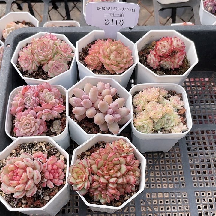 薇薇安园艺多肉2410