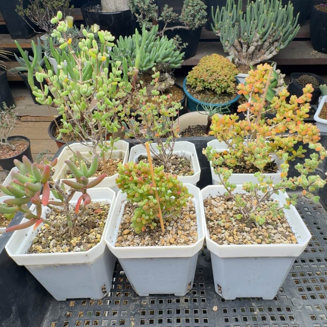 六个枝干福利多肉。       