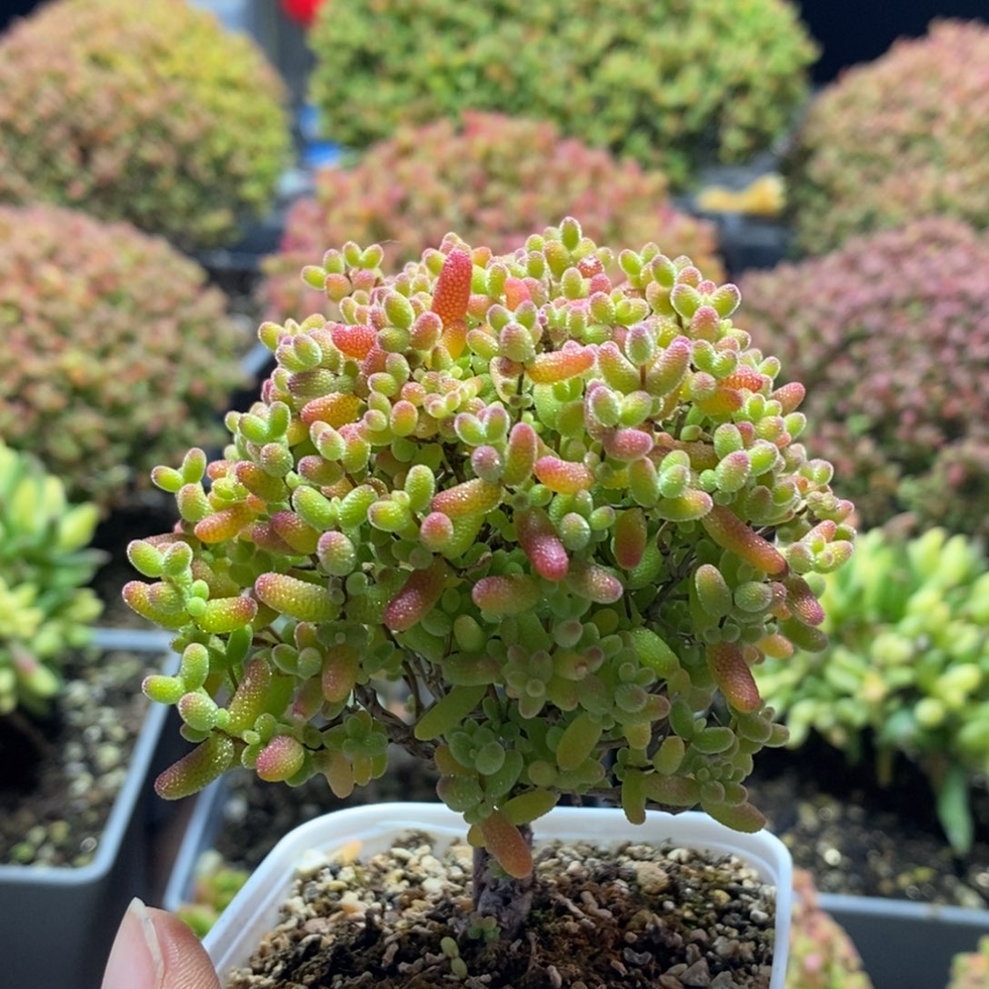 里***i蜜橘糖球2881枝干番杏