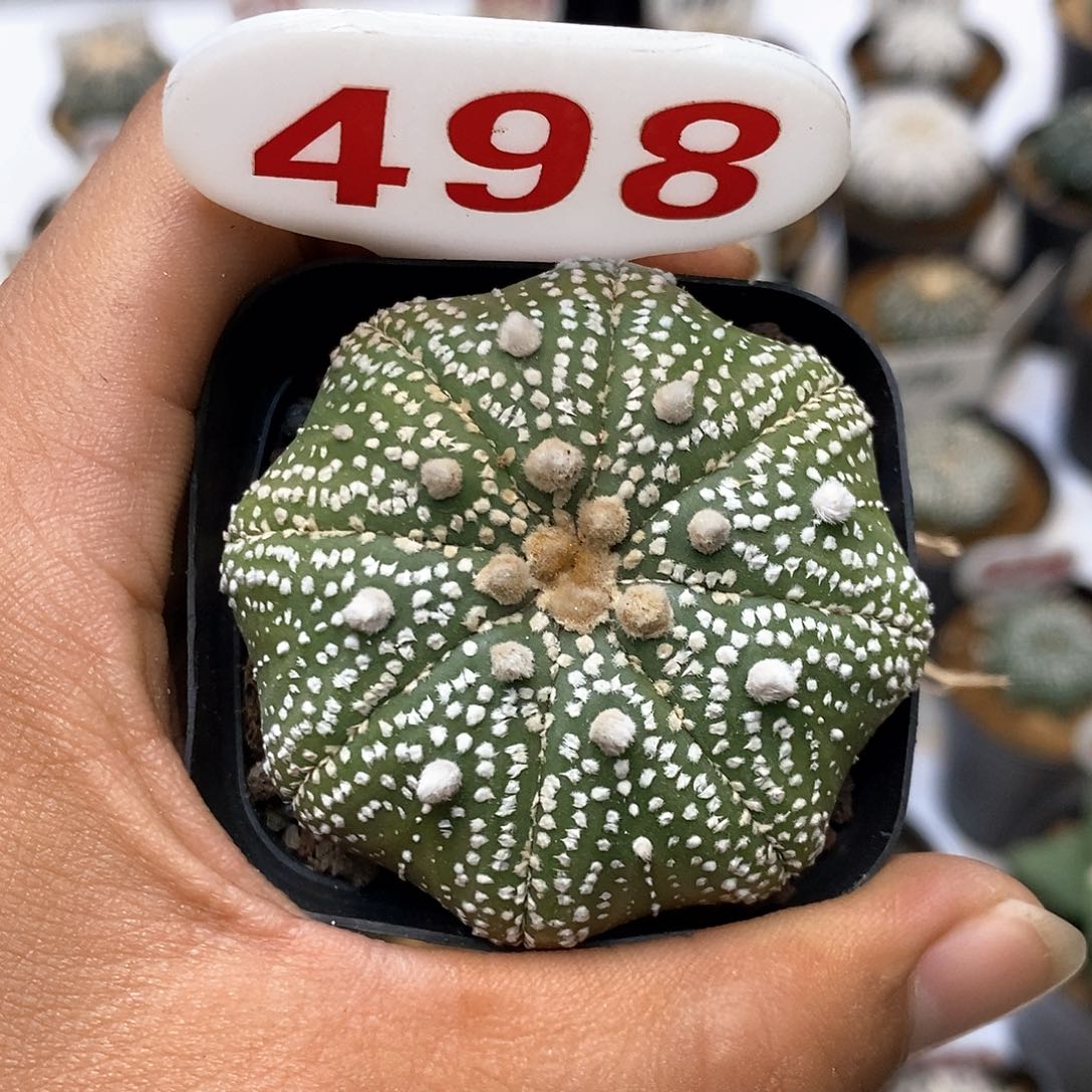 498泰奇特价来了啊哈哈