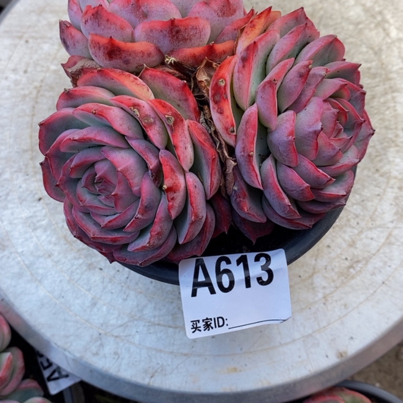 【闪购商品】安*多肉植物